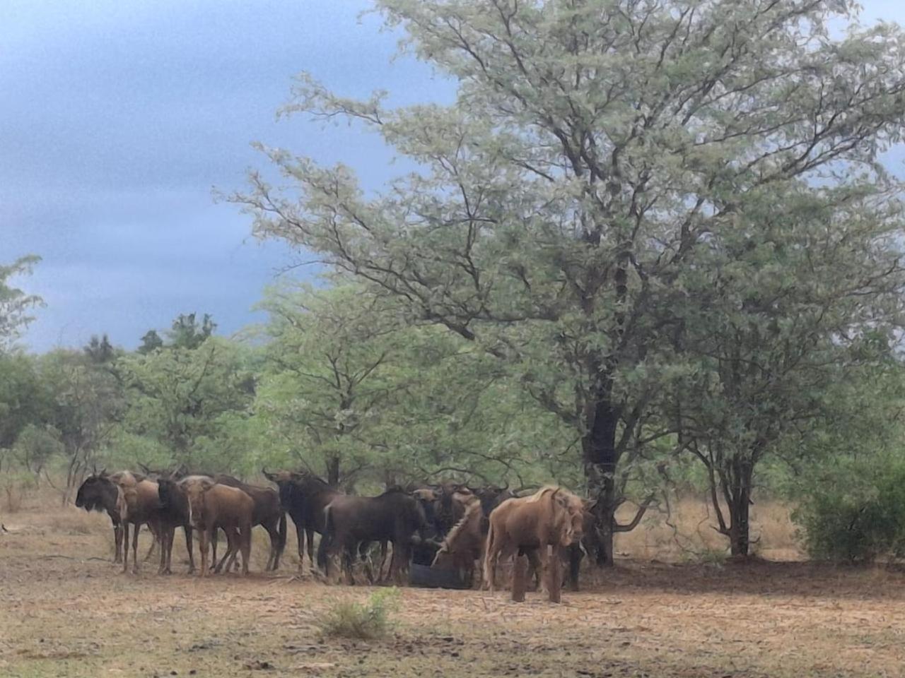 Kigeni Safari Lodge & Spa Vaalwater Exteriör bild